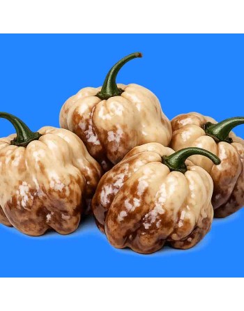 Cappuccino Caribbean Scotch Bonnet, Hot Pepper Seeds, Rare - [ Shop Canadian Seeds Online ]  - Pepper Seeds - 