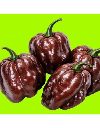 Chocolate Scotch Bonnet, Chocolate Pepper, Caribbean Pepper - [ Shop Canadian Seeds Online ]  - Pepper Seeds - 