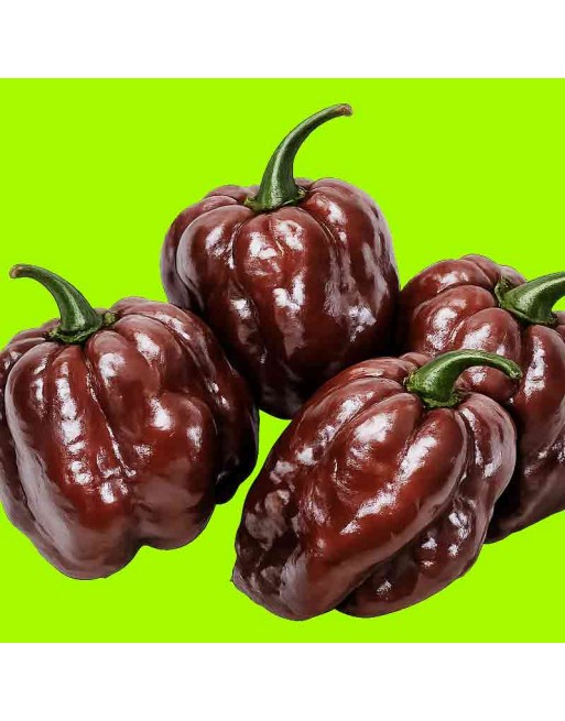 Chocolate Scotch Bonnet, Chocolate Pepper, Caribbean Pepper - [ Shop Canadian Seeds Online ]  - Pepper Seeds - 