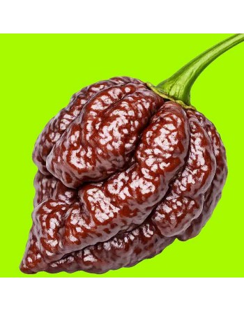 Chocolate Naga Brain Pepper, Hybrid, Brain Strain 7 & Dorset Naga,  Pepper Seeds - [ Shop Canadian Seeds Online ]  - Pepper Seed
