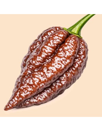 Naga Morich Cappuccino Pepper, Trinidad and Tobago, Super Hot Pepper Seeds - [ Shop Canadian Seeds Online ]  - Pepper Seeds - 