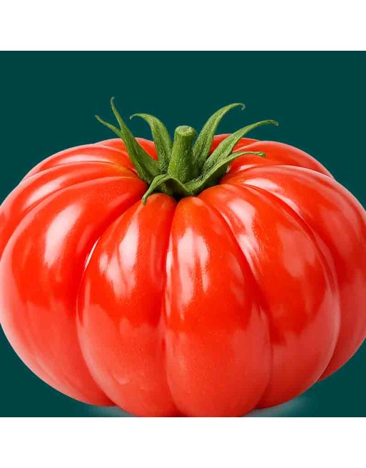 Super Marmande French Beefsteak Tomato Seeds - [ Shop Canadian Seeds Online ]  - Tomato Seeds - 