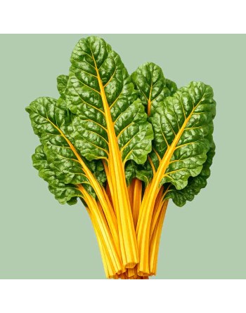 Golden Bright Orange, Eldorado Swiss Chard Seeds - [ Shop Canadian Seeds Online ]  - Swiss Chard - 