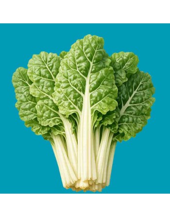 Snijmoes Lucullus Dutch Swiss Chard Seeds - [ Shop Canadian Seeds Online ]  - Swiss Chard - 