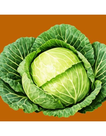 Golden Acre Cabbage, Coleslaw or Stir-Fry Cabbage Seeds, North American - [ Shop Canadian Seeds Online ]  - Cabbage - 