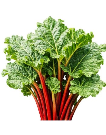 Rhubarb, Victoria, Create Homemade Pie, Rhubarb Seeds - [ Shop Canadian Seeds Online ]  - Rhubarb - 