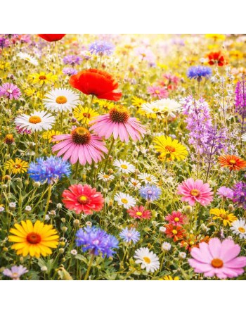 Wild Mixed Spring/Summer/Fall Flowers Seed Mixes - [ Shop Canadian Seeds Online ]  - Spring Mix, Pollinators - 
