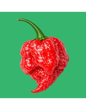 Red Carolina Reaper, Worlds Champion Hottest Pepper in the World, Rocky Balboa!  Pepper Seeds - [ Shop Canadian Seeds Online ]  