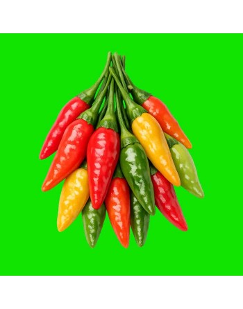 Sri Lanka Sangam F1 858 Chilli Pepper, Hybrid, Hot Pepper Seeds, Hybrid - [ Shop Canadian Seeds Online ]  - Pepper Seeds - 