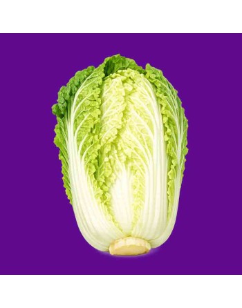 Napa Cabbage, Michihili, Chinese Cabbage Seeds - [ Shop Canadian Seeds Online ]  - Cabbage - 