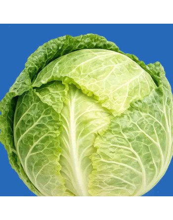 Copenhagen Market Cabbage, Cabbage Seeds - [ Shop Canadian Seeds Online ]  - Cabbage - 