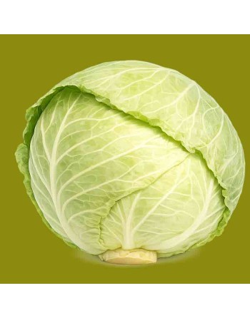 Sauerkraut Glory of Dutch Cabbage, Late Flat Dutch Cabbage Seeds - [ Shop Canadian Seeds Online ]  - Cabbage - 
