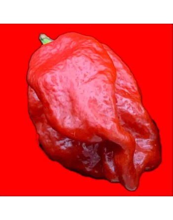 7 Pot Madballz Pepper, Super Hot Pepper Seeds - [ Shop Canadian Seeds Online ]  - Pepper Seeds - 