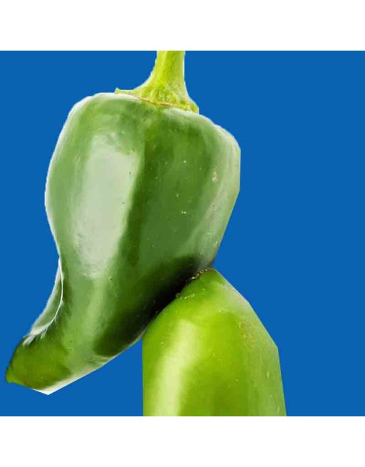 Portuguese Cascadura Ancho Poblano, Grilling Zero-Heat Sweet Pepper,  Brazilian Pepper Varient - [ Shop Canadian Seeds Online ] 