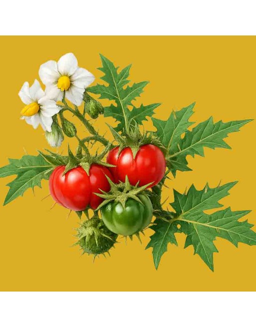 Lichi Tomato, Red Tomatillo Seeds, South America - [ Shop Canadian Seeds Online ]  - Tomatillo - 