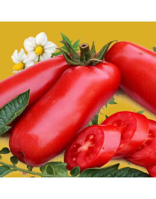 Italian Firewood Saucing Tomato Seeds, Early Variety - [ Shop Canadian Seeds Online ]  - Tomato Seeds - 