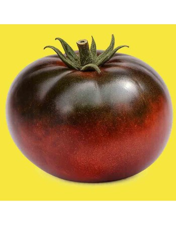 Black Prince Tomato Seeds, Organic, Russian - [ Shop Canadian Seeds Online ]  - Tomato Seeds - 