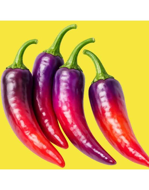 Buena Mulata Purple Cayenne Pepper, Mild Cayenne Pepper Seeds, North American - [ Shop Canadian Seeds Online ]  - Pepper Seeds -