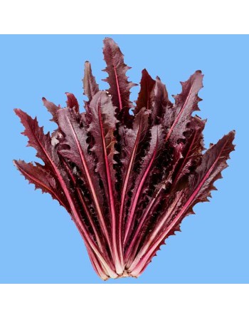 Italiko Rosso, Red Dandelion Chicory, Red Stem - [ Shop Canadian Seeds Online ]  - Chicory - 