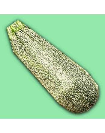 Baby Grey Zucchini, Calabacita, Mexican Grey Squash, Kousa Squash Seeds - [ Shop Canadian Seeds Online ]  - Zucchini - 