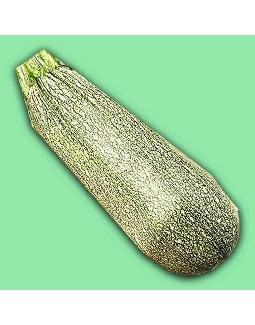 Baby Grey Zucchini, Calabacita, Mexican Grey Squash, Kousa Squash Seeds - [ Shop Canadian Seeds Online ]  - Zucchini - 