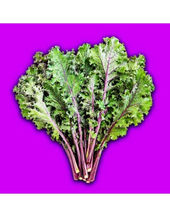 Red Russian Kale, Rugged Jack Kale, Kale Seeds - [ Shop Canadian Seeds Online ]  - Kale - 