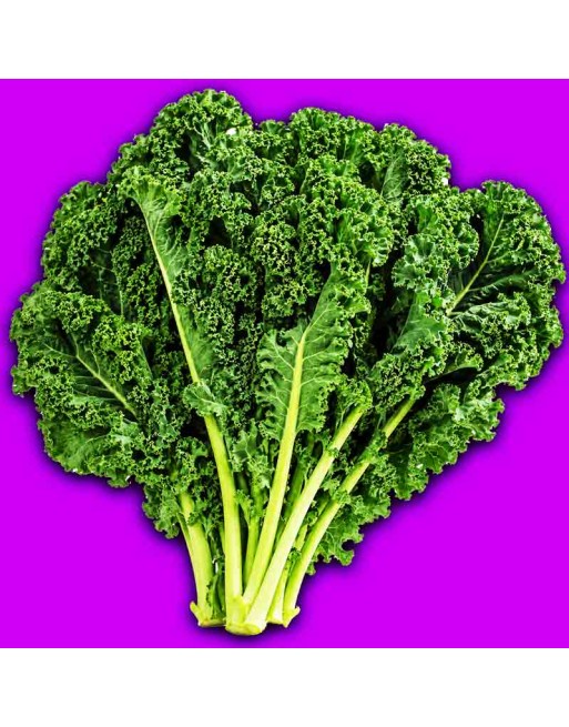 Curly Dutch Kale, Westlandse Herfst, Kale Seeds - [ Shop Canadian Seeds Online ]  - Kale - 