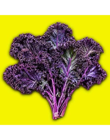Red Volants Scarlet Purple Kale, Curly, Dutch Kale Seeds - [ Shop Canadian Seeds Online ]  - Kale - 