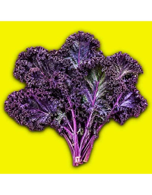 Red Volants Scarlet Purple Kale, Curly, Dutch Kale Seeds - [ Shop Canadian Seeds Online ]  - Kale - 