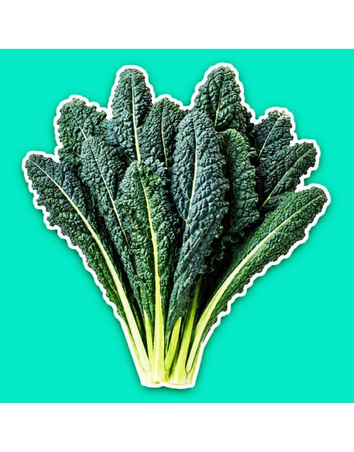 Nero Di Toscana Italian Dinosaur Kale, Lacinato Kale, Heirloom Kale Seeds - [ Shop Canadian Seeds Online ]  - Kale - 