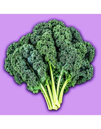 Kale Blue Scotch, Blue Curled Scotch, Scottish Heirloom - [ Shop Canadian Seeds Online ]  - Kale - 