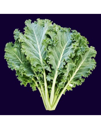 White Russian Kale, Rugged Jack Kale Seeds, Russian - [ Shop Canadian Seeds Online ]  - Kale - 