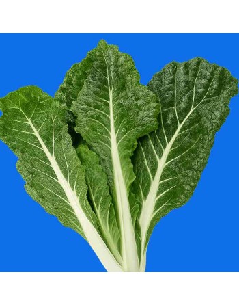 New Zealand Cook's Cabbage Spinach Seeds, Cooks Cabbage, Tetragon, Australia, Argentina, and Japan