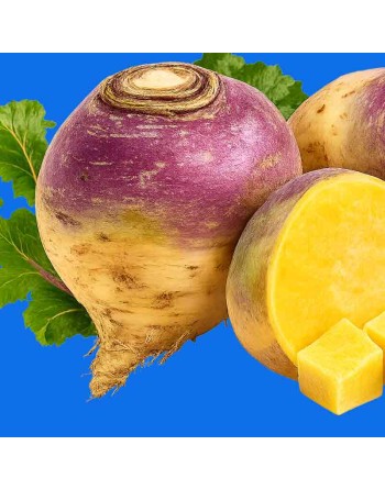 Rutabaga, Scandinavia Seeds - [ Shop Canadian Seeds Online ]  - Rutabaga - 