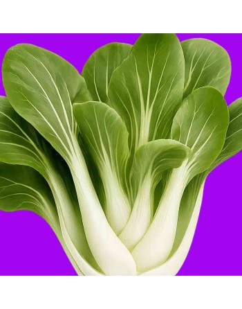 Pak Choy, Bok Choy, Chinese Cabbage Seeds - [ Shop Canadian Seeds Online ]  - Cabbage - 