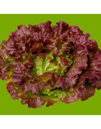 Red Leaf Boston Lettuce, Limestone Lettuce, Butterhead Lettuce - [ Shop Canadian Seeds Online ]  - Lettuce - 