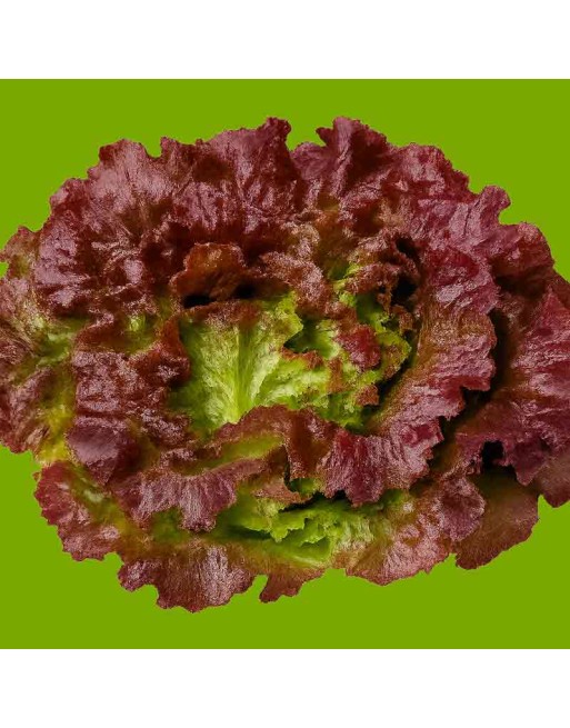 Red Leaf Boston Lettuce, Limestone Lettuce, Butterhead Lettuce - [ Shop Canadian Seeds Online ]  - Lettuce - 