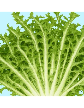 Laguna Frastagliata Catalogna Green Chicory, Italian Dandelion Chicory - [ Shop Canadian Seeds Online ]  - Chicory - 