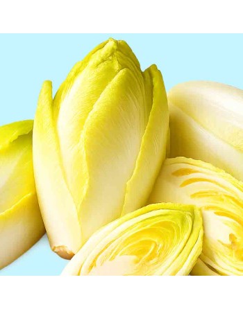 French & Belgian Witloof Chicory, Endive Chicory, Witloof di Bruxelles Seeds - [ Shop Canadian Seeds Online ]  - Endive - 